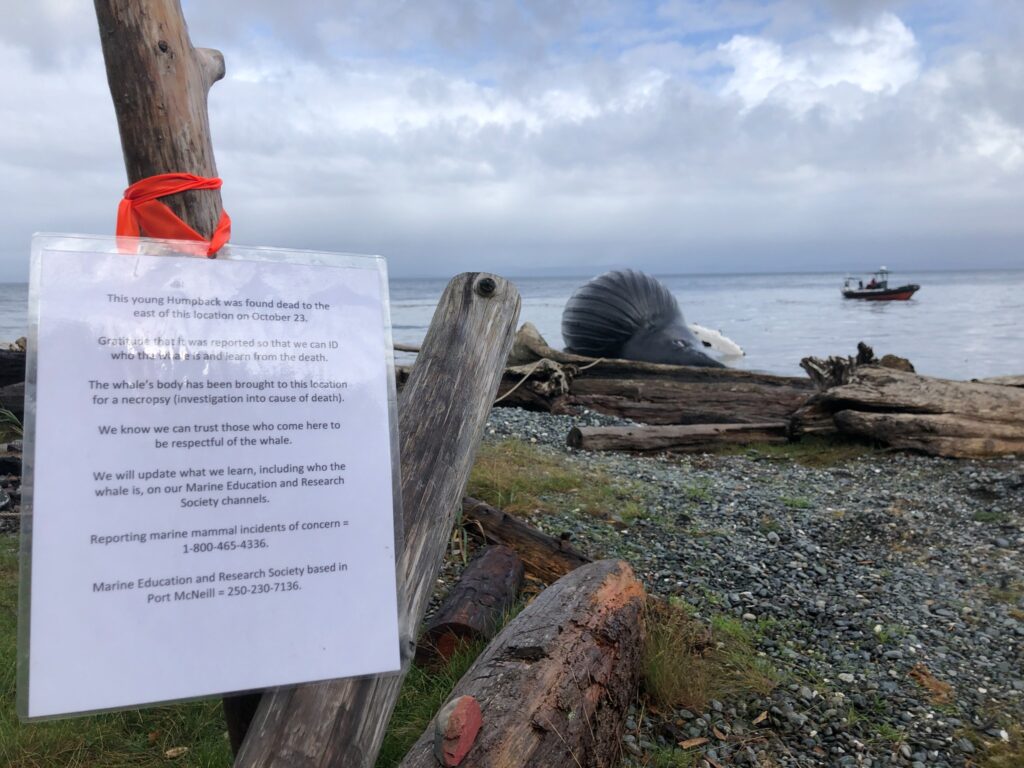 A notice from the fro the public from the Marine Education & Research Society posted close to Spike the humpback whales body. 