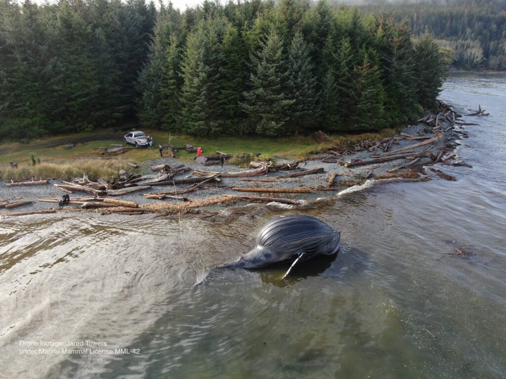 An aerial shot of Spike the humpback whale. Source: Marine Education & Research Society. Photo Credit: Jared Towers. 