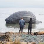 Young, female Humpback Whale dead, north side of Malcolm Island.