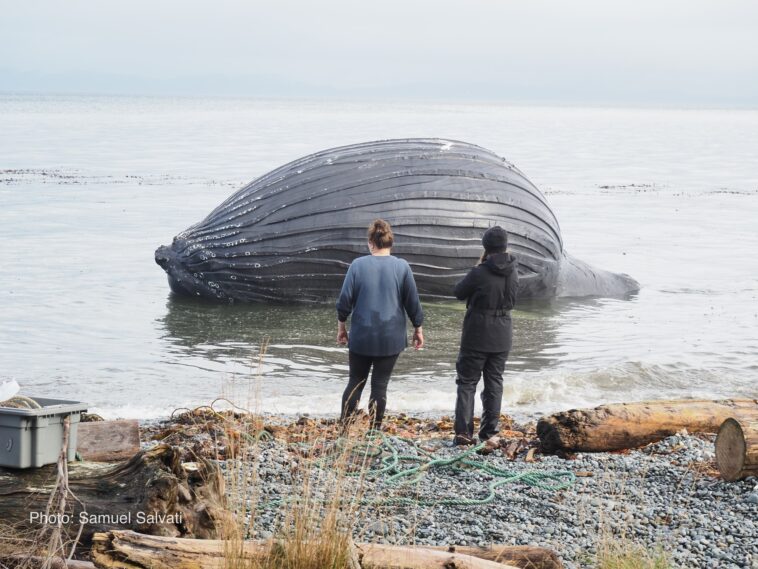 Young, female Humpback Whale dead, north side of Malcolm Island.