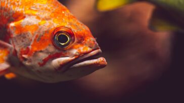 Close up photograph of a Rockfish swimming.