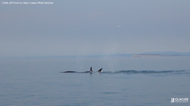 Video of a killer whale hunting a minke whale