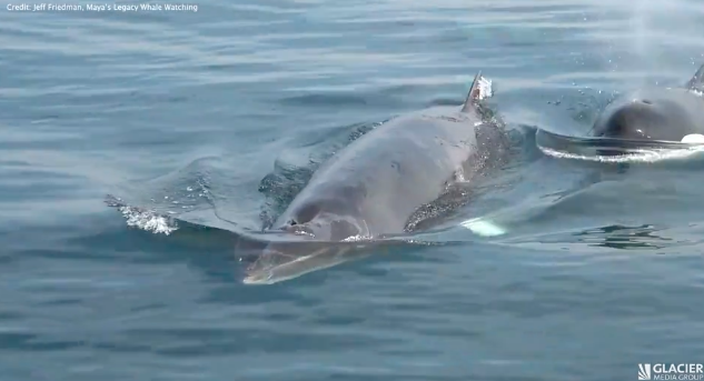 Close up of a minke whale being hunted by a killer whale.