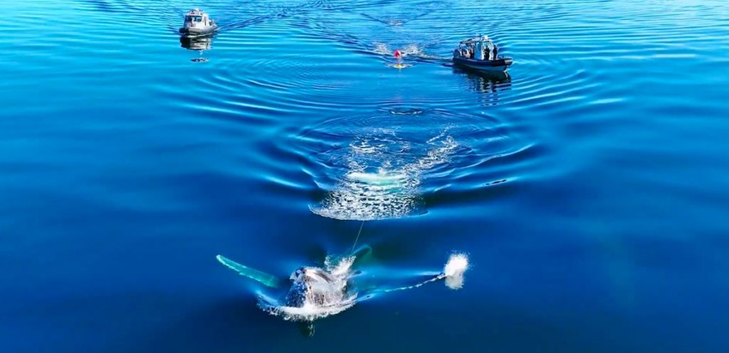 Department of Fishers & Oceans Marine Mammal Rescue cutting fishing line attached to humpback whale