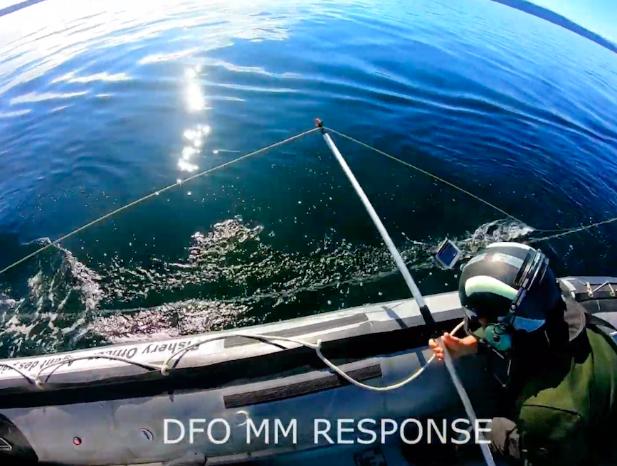 Department of Fishers & Oceans Marine Mammal Rescue cutting fishing line attached to humpback whale
