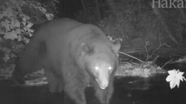 Black bear caught on trail camera