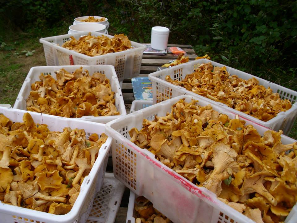 Crates of Chanterelle Mushrooms.