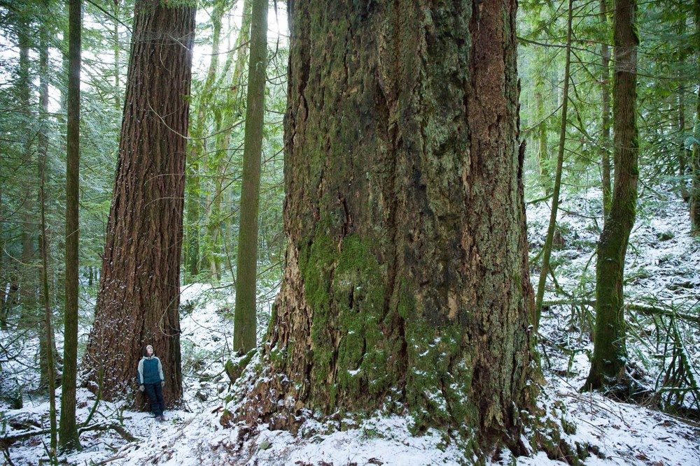 Old-growth-douglas-fir-trees. Echo Lake, BC.
