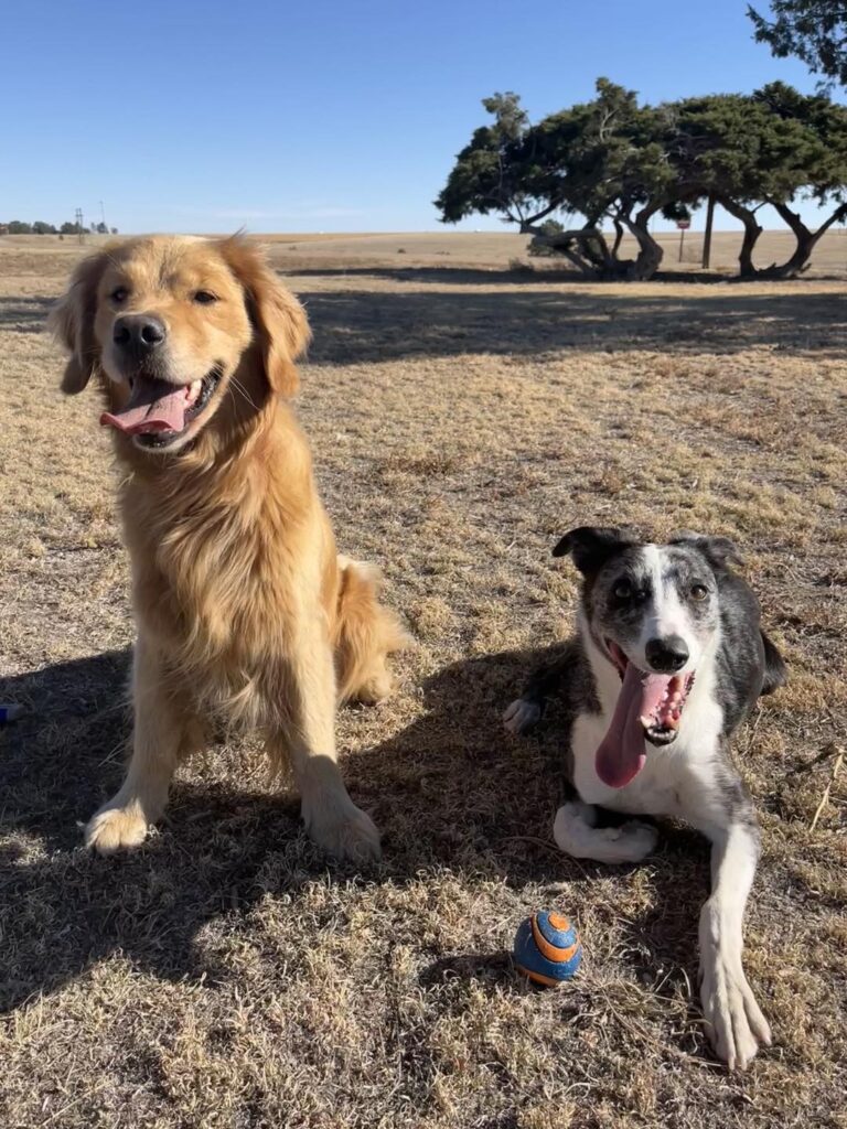 Gracie and Hawkeye, two competitors at the American Diving Dogs Championships in Nanaimo. Credit: Pooch Pack Adventures/Facebook.