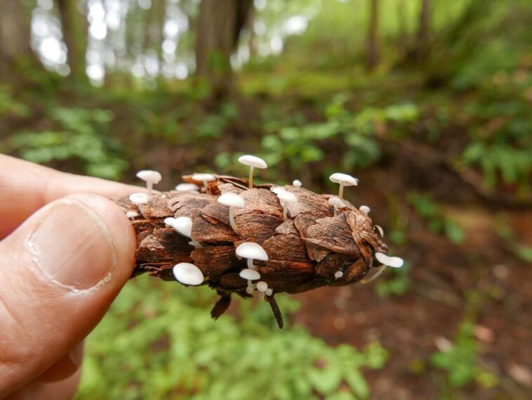 Tiny mushrooms growing on a Douglas Fir pine cone, Thetis Lake, BC, Canada.