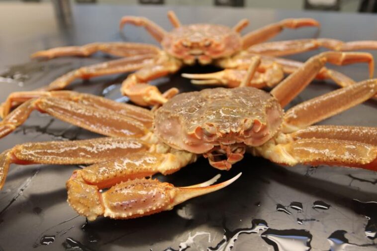 Snow crabs are going missing in Alaska.