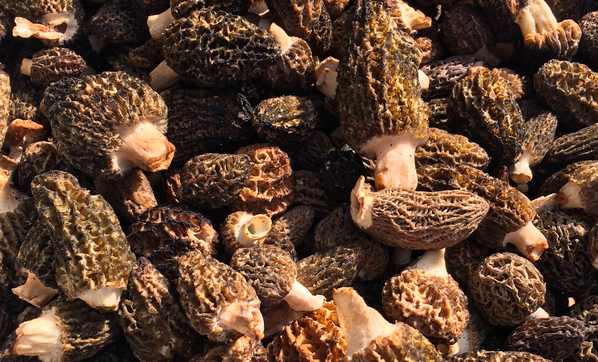 BC Wild Morel Mushrooms.