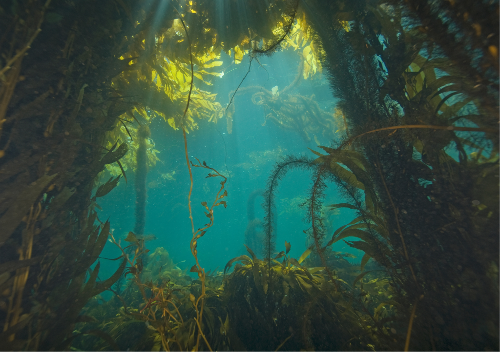 An underwater photograph of a kelp forest Credit: Canva.com