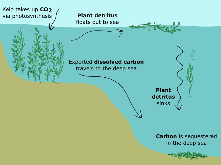  'How Kelp Naturally Combats Global Climate Change' is an infographic showcasing the kelp lifecycle. Credit: Harvard University.