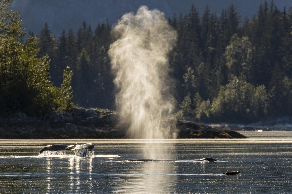 Adult humpback whales (Megaptera novaeangliae) surfacing off the north coast.