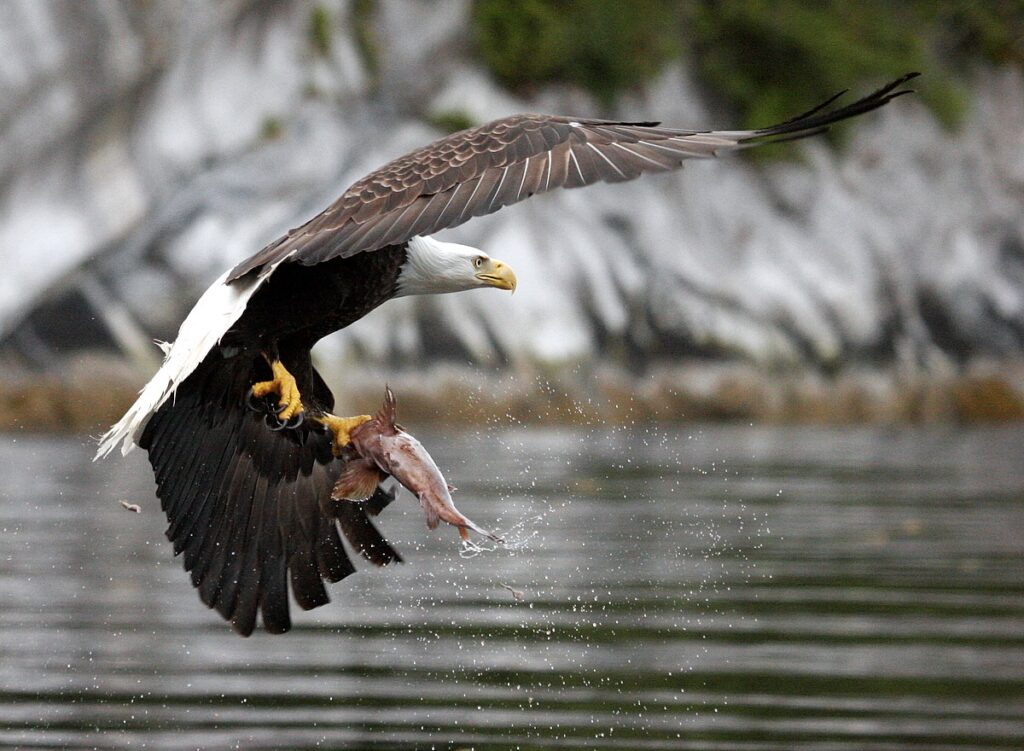 Picture of bald eagle taken within the Great Bear Rainforest.
