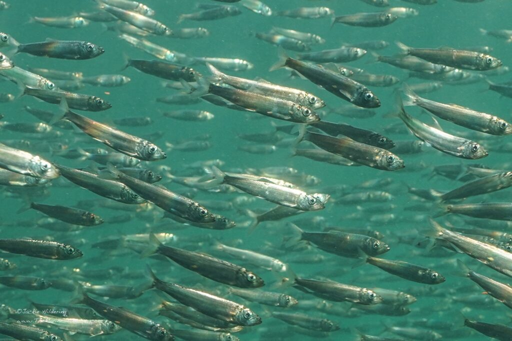 Pacific Herring near the surface of the ocean, scales reflecting the sunlight. Credit: The Marine Detective 