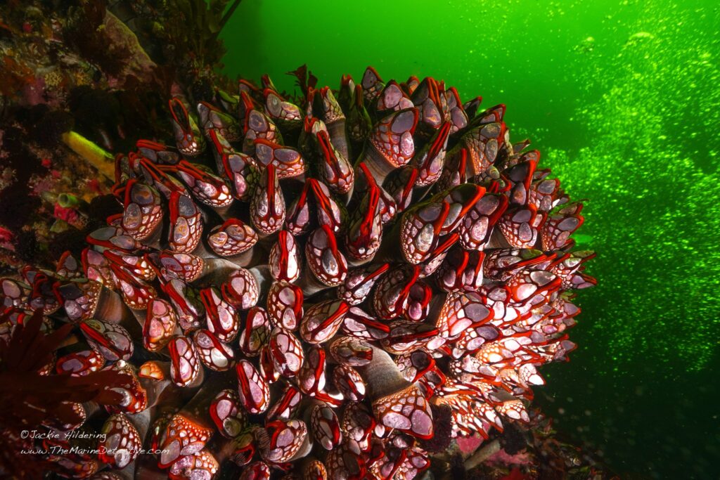 Nakwakto Barnacles. These barnacles are perceived to be a variant of Gooseneck Barnacles with the same species name = Pollicipes polymers. The red that you see is hemoglobin.