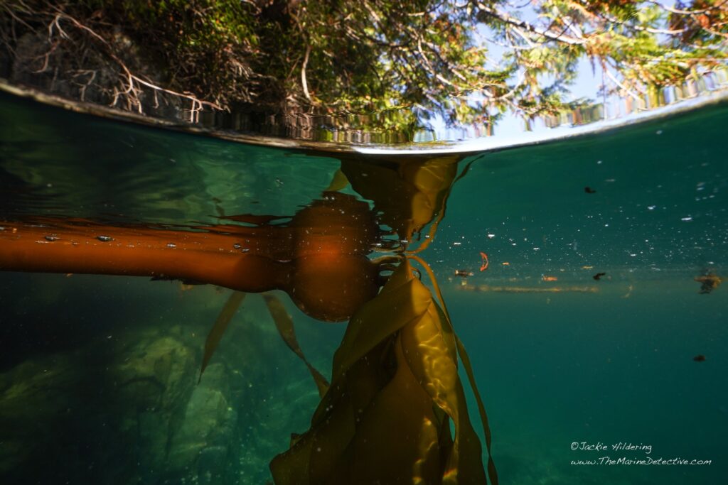 Bull Kelp mirrored. Cedar above.