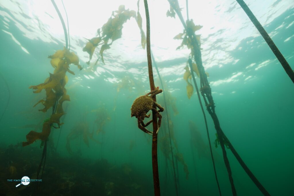 Kelp forest acrobats - Northern Kelp Crab. They hang on to the stipes, feeding on the kelp and snacks that drift by (snacks like jellies).