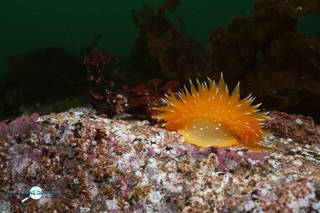 This is a Gold Dirona. It is a sea slug with uncovered gills so this species belongs in the sub-grouping of sea slugs named nudibranchs.