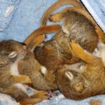 Four baby red squirrels asleep and cuddled up to one another.