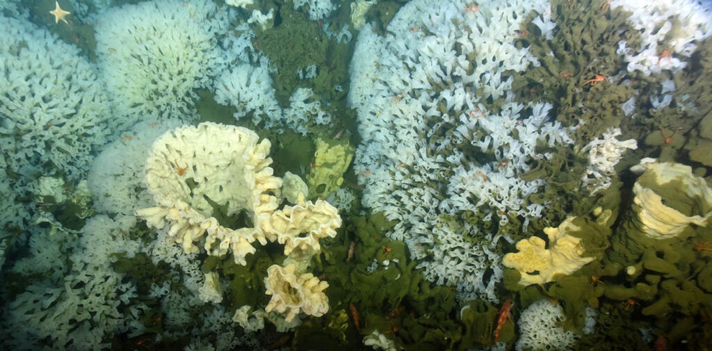 Cloud Sponges, a species of deep-water glass sponge so named because of an internal skeleton comprised of silica. Credit: DFO, Sally Leys, University of Alberta