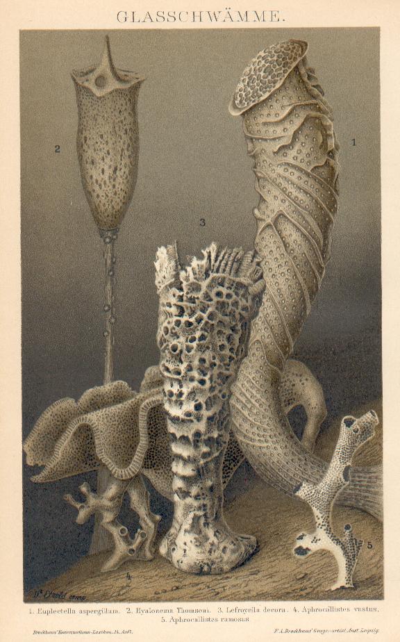  “Glass Sponges” Credit: Franz Eilhard Schulze. Public Domain.