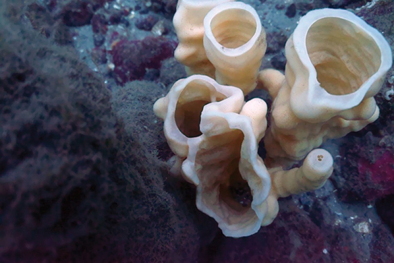 Glass sponges in Howe Sound. Photo credit: Vancouver Aquarium via squamishchief.com