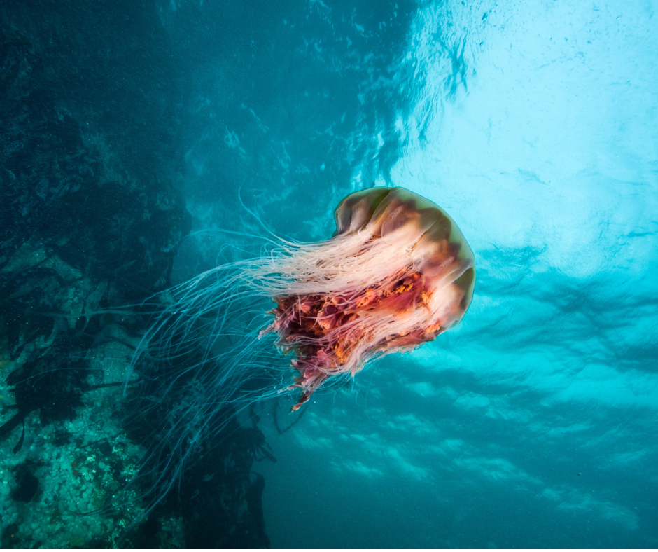 Lion's Mane Jellyfish, photographed off the coast of Vancouver Island. 