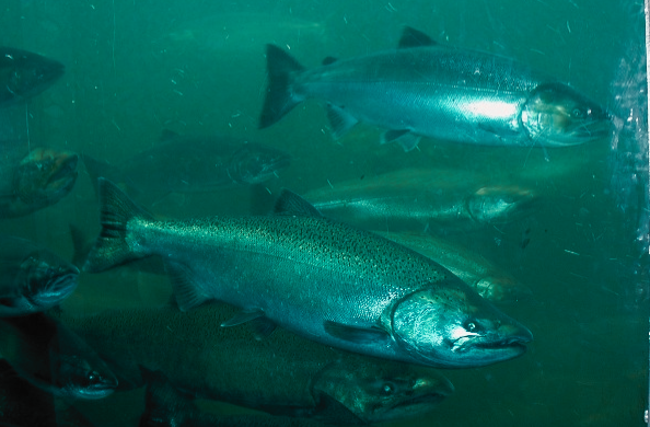 Wild Pacfic Chinook depend on the food chain, estuaries, and rivers of the Great Bear Coast during key stages of their lives. Chinook salmon are also known as 'spring salmon', or in the U.S. as 'king salmon. They can grow to well over 30 kilos (70 pounds).