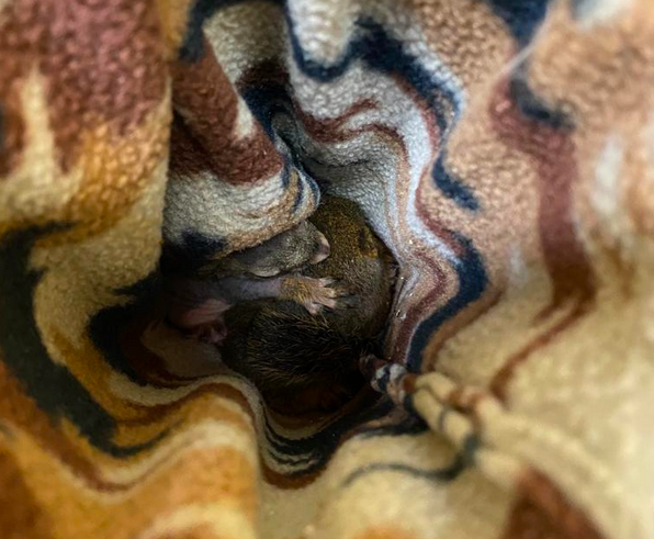 Baby squirrels wrapped up in a blanket.