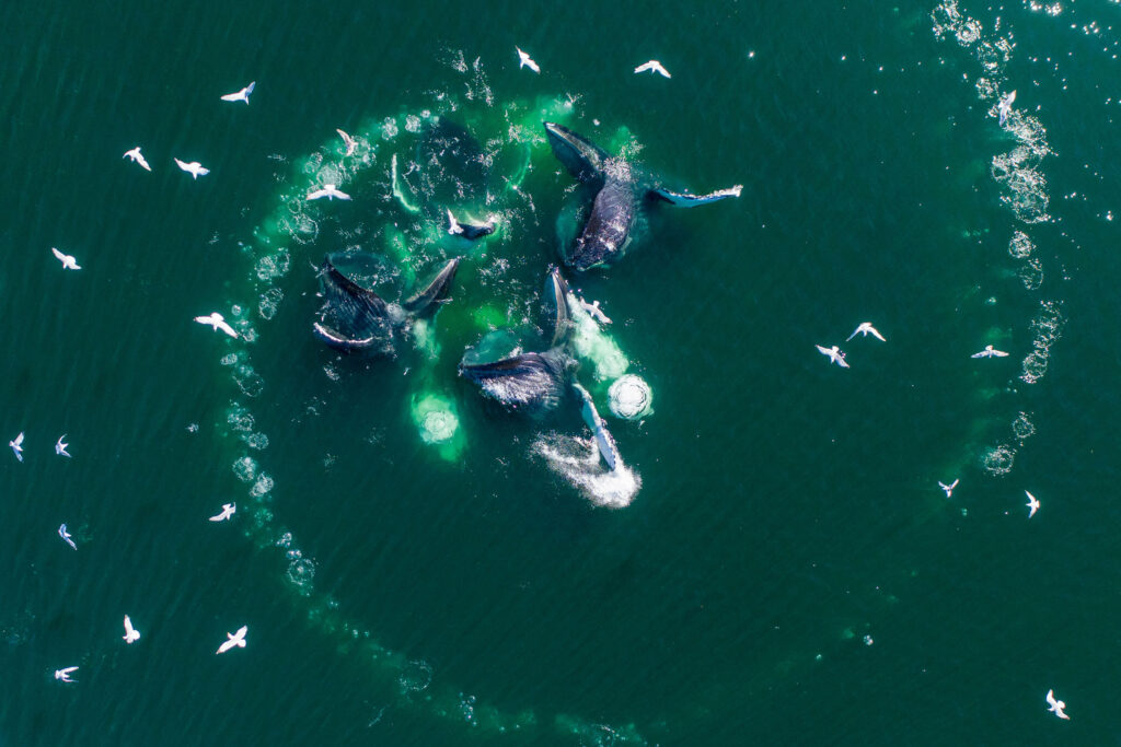 Aerial view of a bubble net. Herding prey.