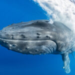 Humpback releasing massive air cloud when approaching a boat.