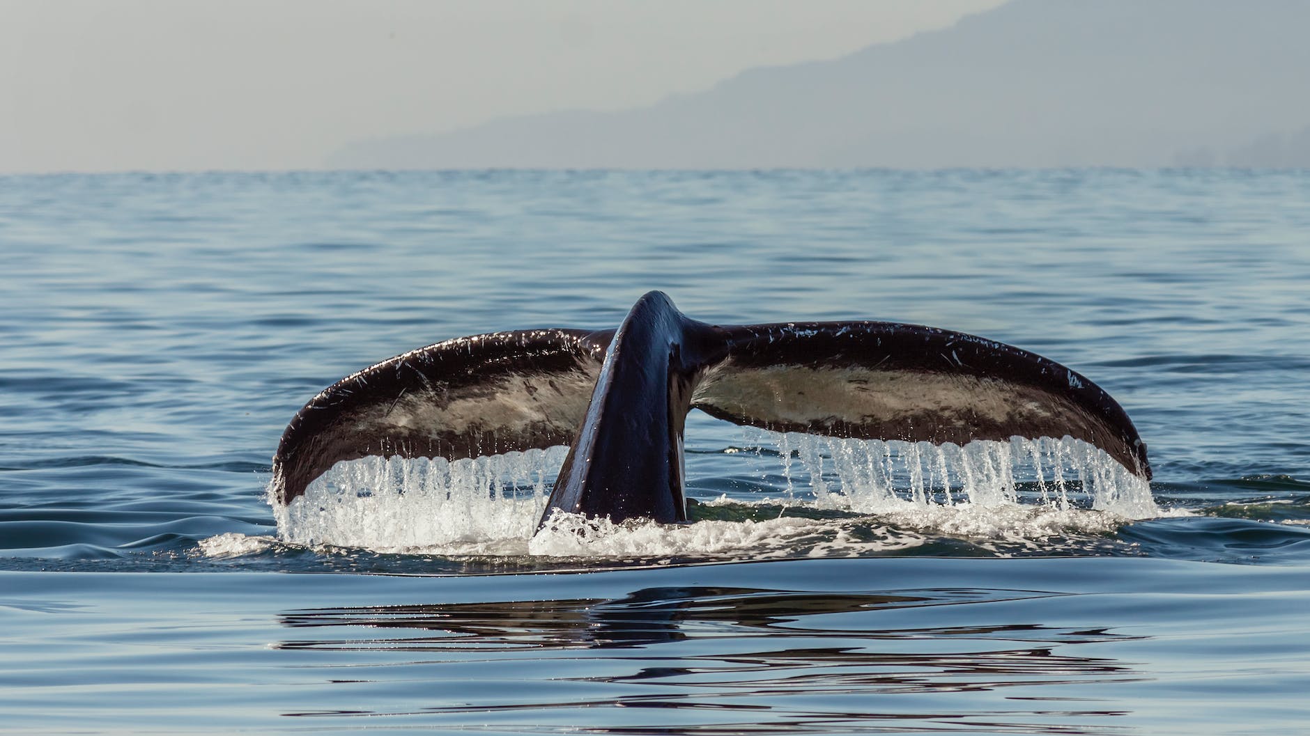 humpback whale tail swimming underwater of sea