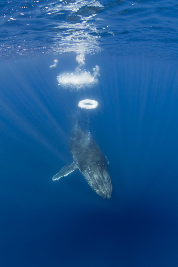 Female humpback blowing sequences of perfectly shaped bubble rings. Apparently humans trigger this behaviour.