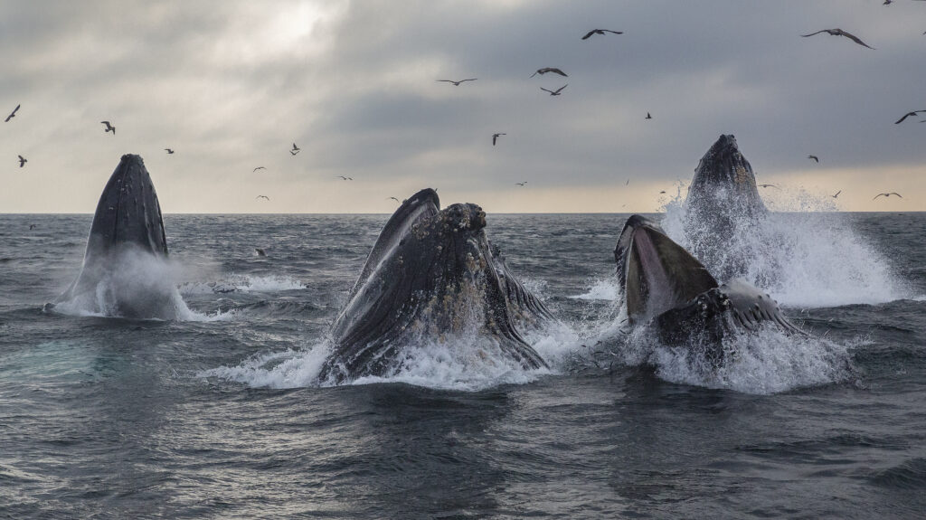Humpback whales using a cooperative strategy known as lunge-feeding.