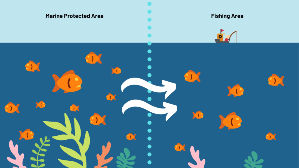 "MPAs can increase the numbers of fish living inside them, which grow to be bigger and lay more eggs. The larvae that hatch can help seed fish populations in the wider ocean as they drift outside the MPA, leading to bigger catches in the areas where fishing is still permitted."