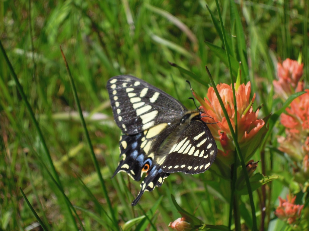 Common red paintbrush with Swallowtail butterfly.