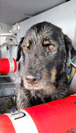 The black Labrador retriever was found on the shoreline.