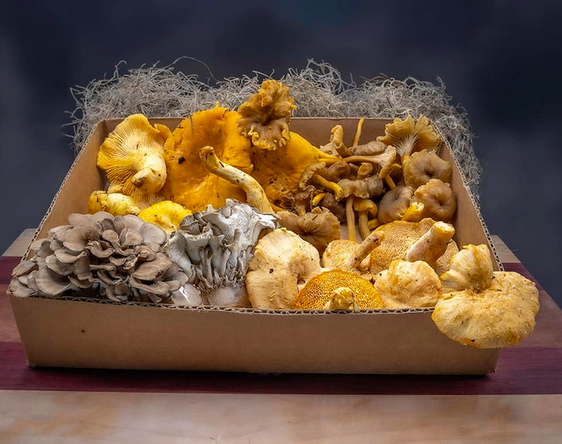 This $25 Wild Produce Box features (100g each) fresh golden chanterelles, fresh yellowfoot chanterelles, fresh hedgehog mushrooms, and fresh maitake! Order online at www.wcwf.ca/wild-box (home delivery available in West Van, North Van, Vancouver, Burnaby, Richmond, New West, Port Moody, Coquitlam, Surrey, and Delta). Now shipping to Langley, Victoria, and Kelowna.