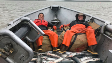 Federal changes to the salmon fishing industry may harm independent harvesters.