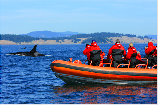 Contaminants could be contributing to the population decline of killer whales. 