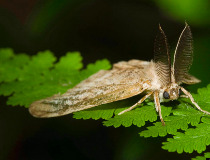 Province to spray for spongy moths in Campbell River this spring