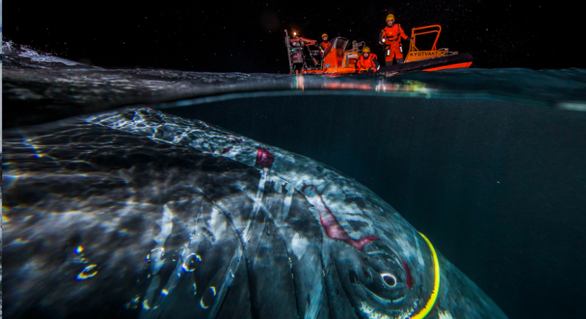 Humpback Whales are one of the most commonly entangled whales.