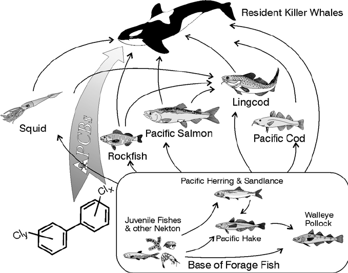 Since resident killer whales occupy the top of the food web they can be exposed to high concentrations of bioaccumulative contaminants. Modified from (Ross and Troisi 2001). 