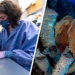 Can sea sponges protect us against Covid-19?