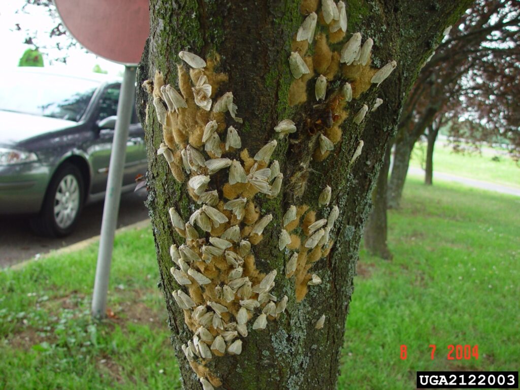 Female spongy moths laying egg masses. 