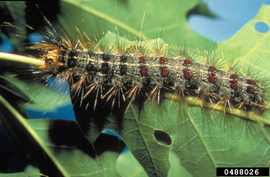 https://westcoastnow.ca/wp-content/uploads/2023/01/spongy-moth-larva-1024x671.jpg