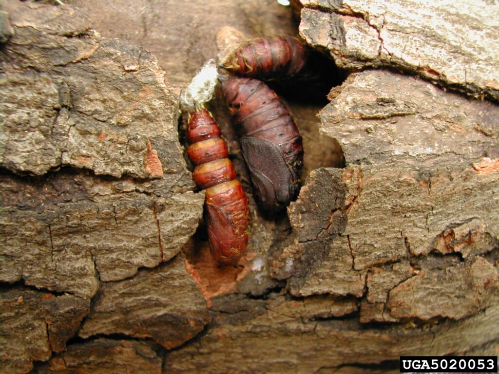 Province to spray for spongy moths in Campbell River this spring